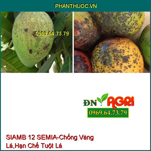 SIAMB 12 SEMIA-Kích Thích Đề Kháng, Chống Vàng Lá, Hạn Chế Tuột Lá Chân