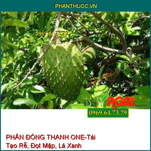 PHÂN ĐỒNG THANH ONE-Chuyên Kéo Đọt Đồng Loạt, Tái Tạo Rễ, Đọt Mập, Lá Xanh Dày