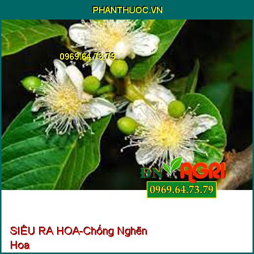 SIÊU RA HOA-Chống Nghẽn Hoa, Chậm Ra Hoa, Ức Chế Đọt Non Phát Triển