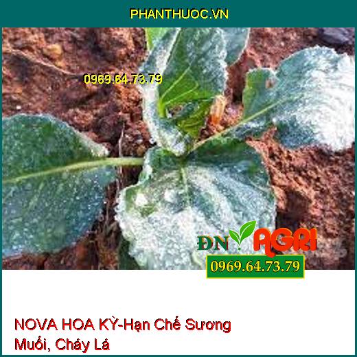 NOVA HOA KỲ-Hạn Chế Sương Muối, Cháy Lá, Loang Trải Đều, Bám Dính Cực Mạnh