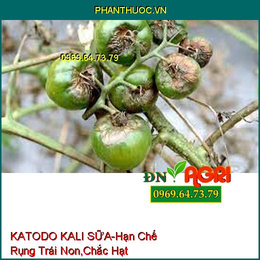 KATODO KALI SỮA-Hạn Chế Rụng Trái Non, Kháng Sâu Bệnh, Chắc Hạt, Bóng Đẹp