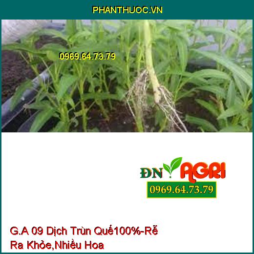 G.A 09 Dịch Trùn Quế 100%-Cây Trồng Trưởng Thành Mạnh, Rễ Ra Khỏe, Ra Nhiều Hoa