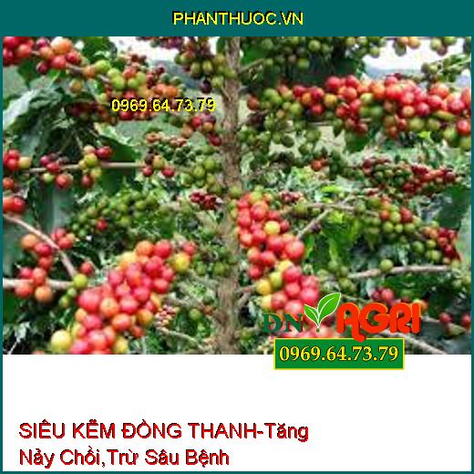 SIÊU KẼM ĐỒNG THANH-Tăng Nảy Chồi, Trừ Sâu Bệnh, Bổ Sung Kẽm