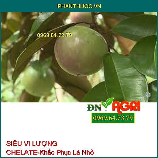 SIÊU VI LƯỢNG CHELATE-Cứng Cây, Khắc Phục Lá Nhỏ, Xoắn Lá, Tăng Phẩm Chất Trái