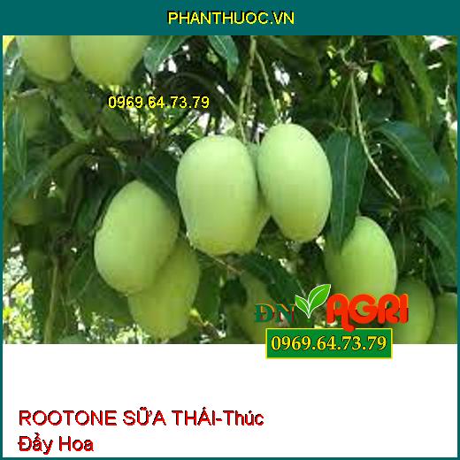 ROOTONE SỮA THÁI-Thúc Đẩy Hoa, Điều Hòa Sinh Trưởng