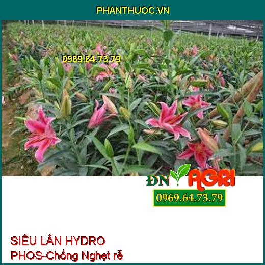 SIÊU LÂN HYDRO PHOS-Chống Nghẹt rễ, Tạo Mầm Hoa, Phục Hồi Cây Bị Ngập Úng