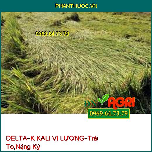 DELTA – K KALI VI LƯỢNG –Giúp Trái To, Nặng Ký, Ra Hoa Đồng Loạt, Chín Đều