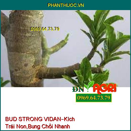 BUD STRONG VIDAN –Kích Trái Non, Bung Chồi Nhanh, Chống Chịu Bệnh Hại, Phát Chồi