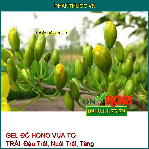 GEL ĐỎ HONO VUA TO TRÁI –Đậu Trái, Nuôi Trái, Tăng Độ Ngọt, Bóng Trái