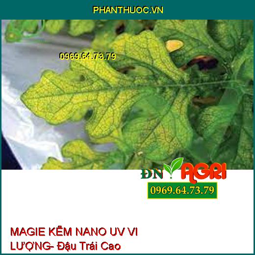 MAGIE KẼM NANO UV VI LƯỢNG- Đậu Trái Cao, Hạn Chế Rụng Trái, Nứt Thân, Xì Mủ