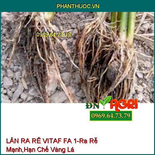 LÂN RA RỄ VITAF FA 1-Ra Rễ Cực Mạnh, Hạn Chế Vàng Lá, Nghẽn Trái, Hạ Phèn