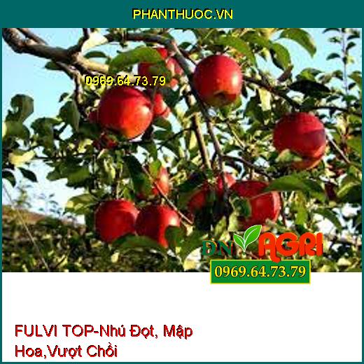 FULVI TOP-Nhú Đọt, Mập Hoa, Vượt Chồi, Phục Hồi Sau Khi Thu Hoạch