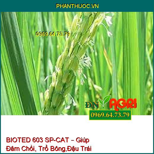 BIOTED 603 SP-CAT – Giúp Đâm Chồi, Trổ Bông,Đậu Trái