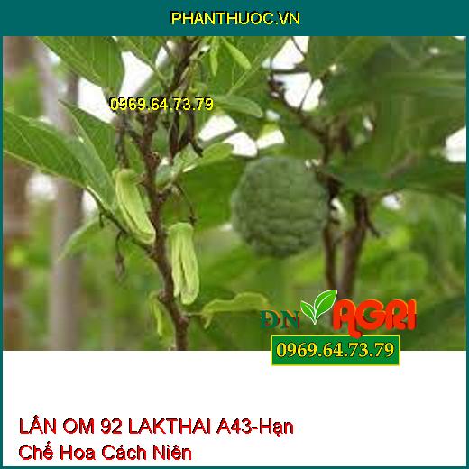 LÂN OM 92 LAKTHAI A43-Hạn Chế Hoa Cách Niên, Ra Hoa Đồng Loạt, Phát Bông Mập