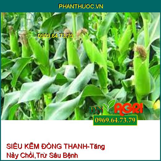 SIÊU KẼM ĐỒNG THANH-Tăng Nảy Chồi, Trừ Sâu Bệnh, Bổ Sung Kẽm