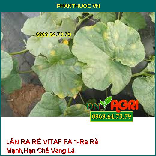 LÂN RA RỄ VITAF FA 1-Ra Rễ Cực Mạnh, Hạn Chế Vàng Lá, Nghẽn Trái, Hạ Phèn