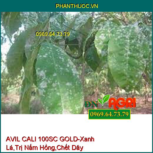 AVIL CALI 100SC GOLD-Nhanh Chống Phục Hôi Cây, Xanh Lá, Trị Nấm Hồng, Chết Dây