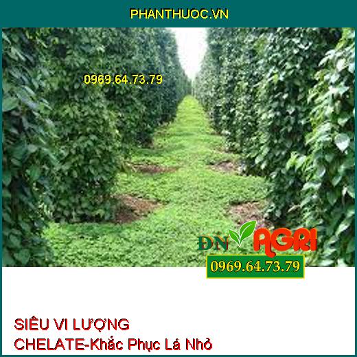 SIÊU VI LƯỢNG CHELATE-Cứng Cây, Khắc Phục Lá Nhỏ, Xoắn Lá, Tăng Phẩm Chất Trái