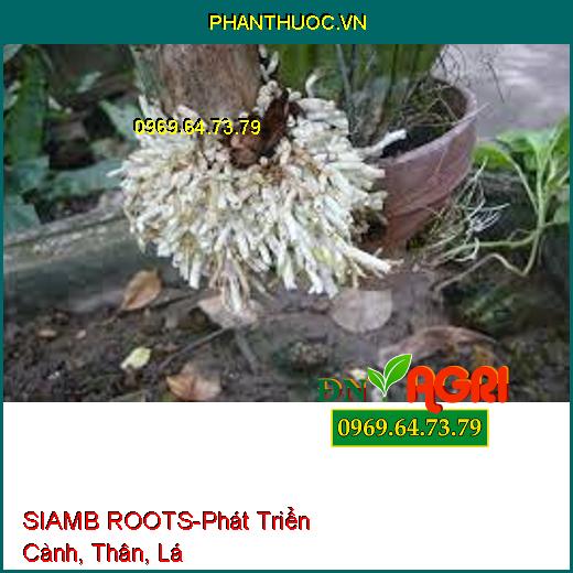 SIAMB ROOTS-Hạn Chế Nghẽn Đồng, Phát Triển Cành, Thân, Lá, Hạ Phèn