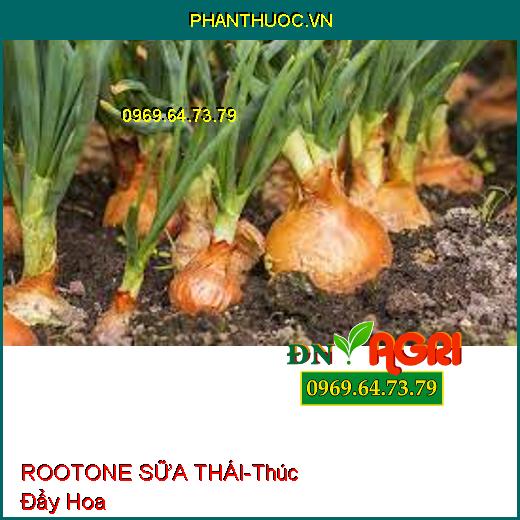 ROOTONE SỮA THÁI-Thúc Đẩy Hoa, Điều Hòa Sinh Trưởng