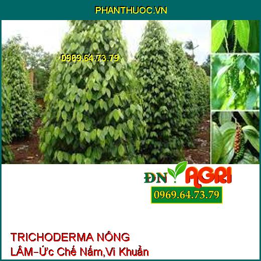 TRICHODERMA NÔNG LÂM –Phân Hủy Rôm Rạ, Ức Chế Các Loại Nấm, Vi Khuẩn