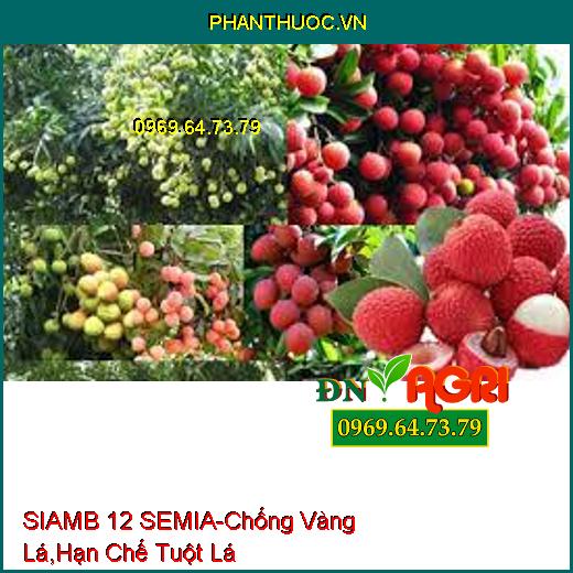 SIAMB 12 SEMIA-Kích Thích Đề Kháng, Chống Vàng Lá, Hạn Chế Tuột Lá Chân