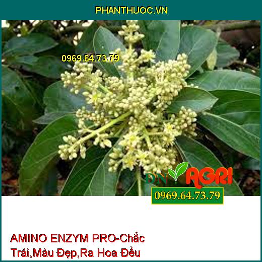 PHÂN BÓN HỮU CƠ KHOÁNG AMINO ENZYM PRO-Chắc Trái , Lên Màu Đẹp, Ra Hoa Đều, Tăng Năng Suất