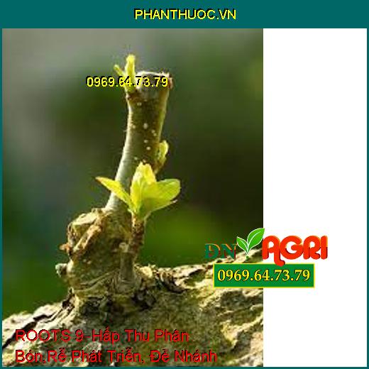 ROOTS 9–Hấp Thu Phân Bón, Rễ Phát Triễn, Đẻ Nhánh, Giảm Sâu Bệnh, Tăng Năng Suất