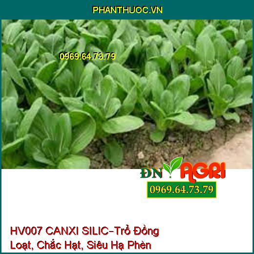 HV007 CANXI SILIC –Chống Nghẹn Đồng, Trổ Đồng Loạt, Chắc Hạt, Siêu Hạ Phèn