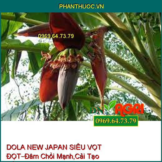 DOLA NEW JAPAN SIÊU VỌT ĐỌT–Đâm Chồi Mạnh, Bung Đọt Hàng Loạt, Cải Tạo Đất