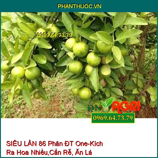 SIÊU LÂN 86 Phân ĐT One-Kích Ra Hoa Nhiều, Diệt Sâu Đục Thân, Cắn Rễ, Ăn Lá