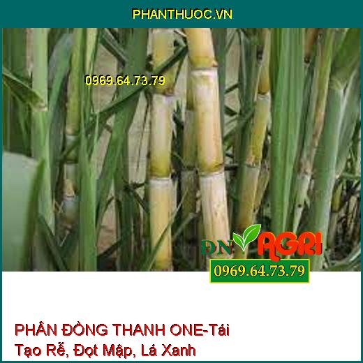 PHÂN ĐỒNG THANH ONE-Chuyên Kéo Đọt Đồng Loạt, Tái Tạo Rễ, Đọt Mập, Lá Xanh Dày