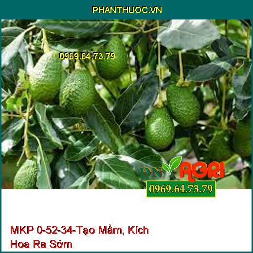 MKP 0-52-34-Tạo Mầm Hoa, Kích Hoa Ra Sớm, Đồng Loạt, Kích Già Lá Nhanh