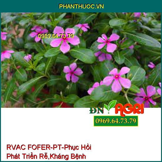 RVAC FOFER-PT-Phục Hồi Phát Triển Rễ, Kháng Bệnh Hại, Vàng Lá, Xu Đọt, Thối Trái