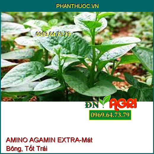 AMINO AGAMIN EXTRA-Tăng Độ Màu Mỡ, Năng Suất, Xử Lý Bệnh Hại, Mát Bông, Tốt Trái