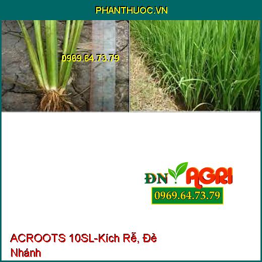 ACROOTS 10SL-Kích Rễ, Đẻ Nhánh