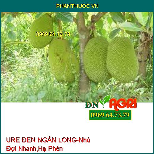 URE ĐEN NGÂN LONG-Phát Triển Thân, Lá, Nhú Đọt Nhanh, Hạ Phèn, Cải Tạo Đất