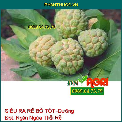 SIÊU RA RỄ BÒ TÓT –Lớn Trái Nhanh, Dưỡng Đọt, Ngăn Ngừa Thỗi Rễ, Nấm Bệnh