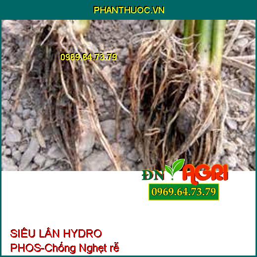 SIÊU LÂN HYDRO PHOS-Chống Nghẹt rễ, Tạo Mầm Hoa, Phục Hồi Cây Bị Ngập Úng
