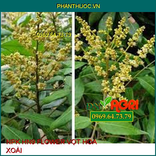 NPK HN9 FLOWER VỌT HOA XOÀI –Phân Hóa Mầm Hoa, Bộ Rễ Bung Mạnh, Đậu Trái Nhiều