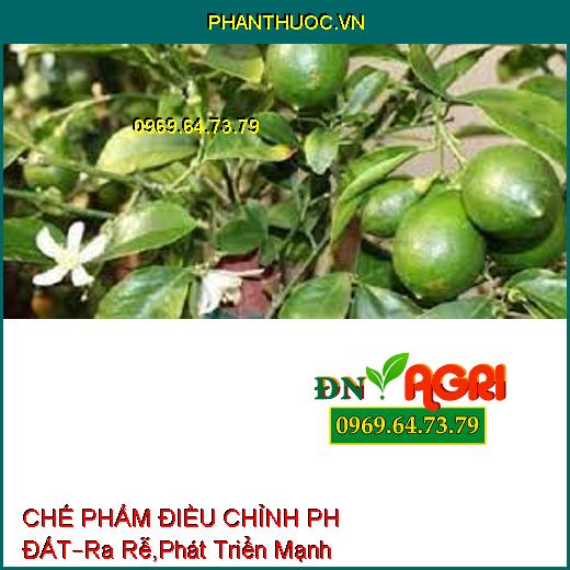 CHẾ PHẨM ĐIỀU CHỈNH PH ĐẤT –Ra Rễ Mạnh, Phát Triển Mạnh, Trị Tuyến Trùng