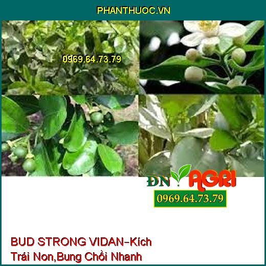 BUD STRONG VIDAN –Kích Trái Non, Bung Chồi Nhanh, Chống Chịu Bệnh Hại, Phát Chồi