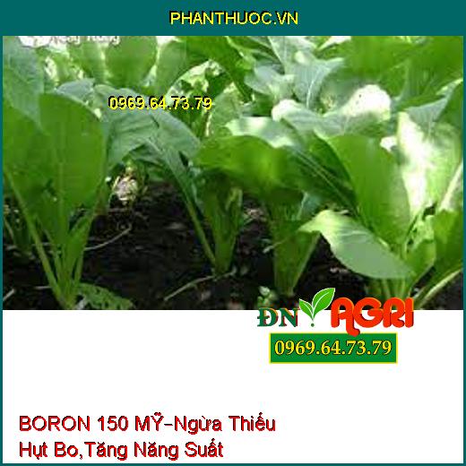 BORON 150 MỸ – Ngăn Ngừa Thiếu Hụt Bo, Tăng Năng Suất, Chất Lượng Cây Trồng