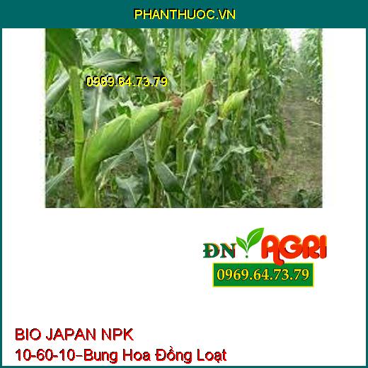 BIO JAPAN NPK 10 -60-10 –Phân Hóa Mầm Hoa Cực Mạnh, Bung Hoa Đồng Loạt