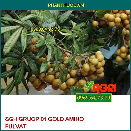 SGH.GRUOP 01 GOLD AMINO FULVAT-Kích Rễ Non Phát Triển, Ngăn Nghẹt Rễ, Tăng Độ PH