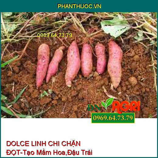 DOLCE LINH CHI CHẶN ĐỌT-Tạo Mầm Hoa, Chum Hoa To, Nhiều, Đậu Trái, Màu Đẹp