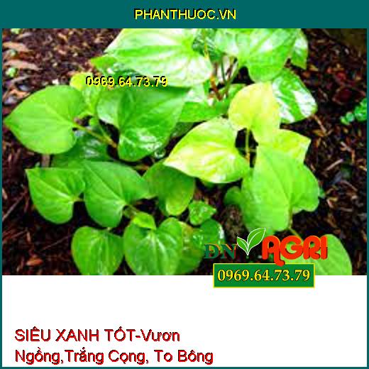 SIÊU XANH TỐT-Vươn Ngồng, Trắng Cọng, To Bông, Hoa Lâu Tàn