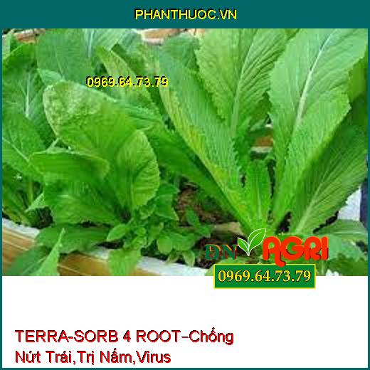 TERRA-SORB 4 ROOT –Thúc Đẩy Cây Lớn Nhanh, Chống Nứt Trái, Trị Bệnh Nấm, Virus