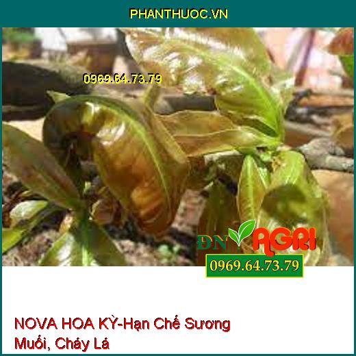 NOVA HOA KỲ-Hạn Chế Sương Muối, Cháy Lá, Loang Trải Đều, Bám Dính Cực Mạnh