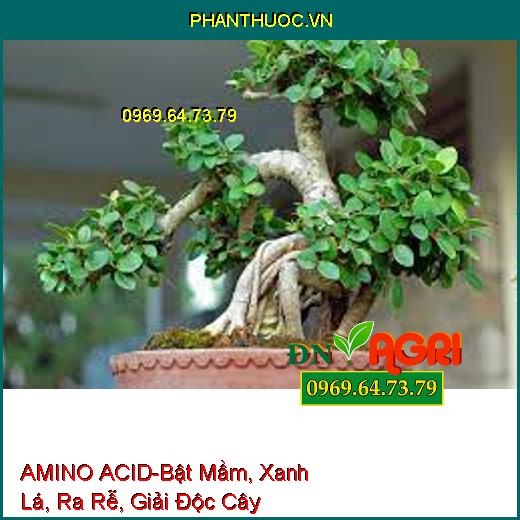 AMINO ACID-Bật Mầm, Xanh Lá, Ra Rễ, Giải Độc Cây